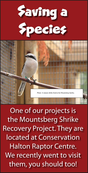 Mountsberg Shrike Recovery Project