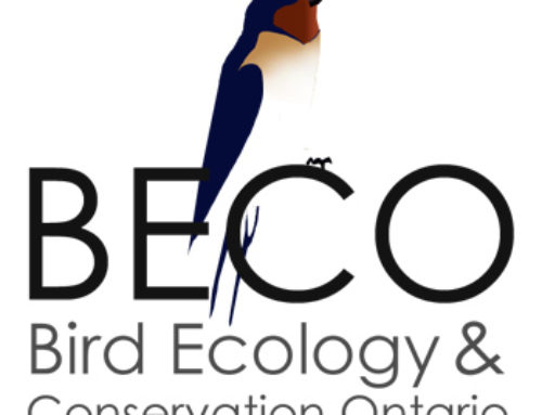 Bird Ecology and Conservation Ontario